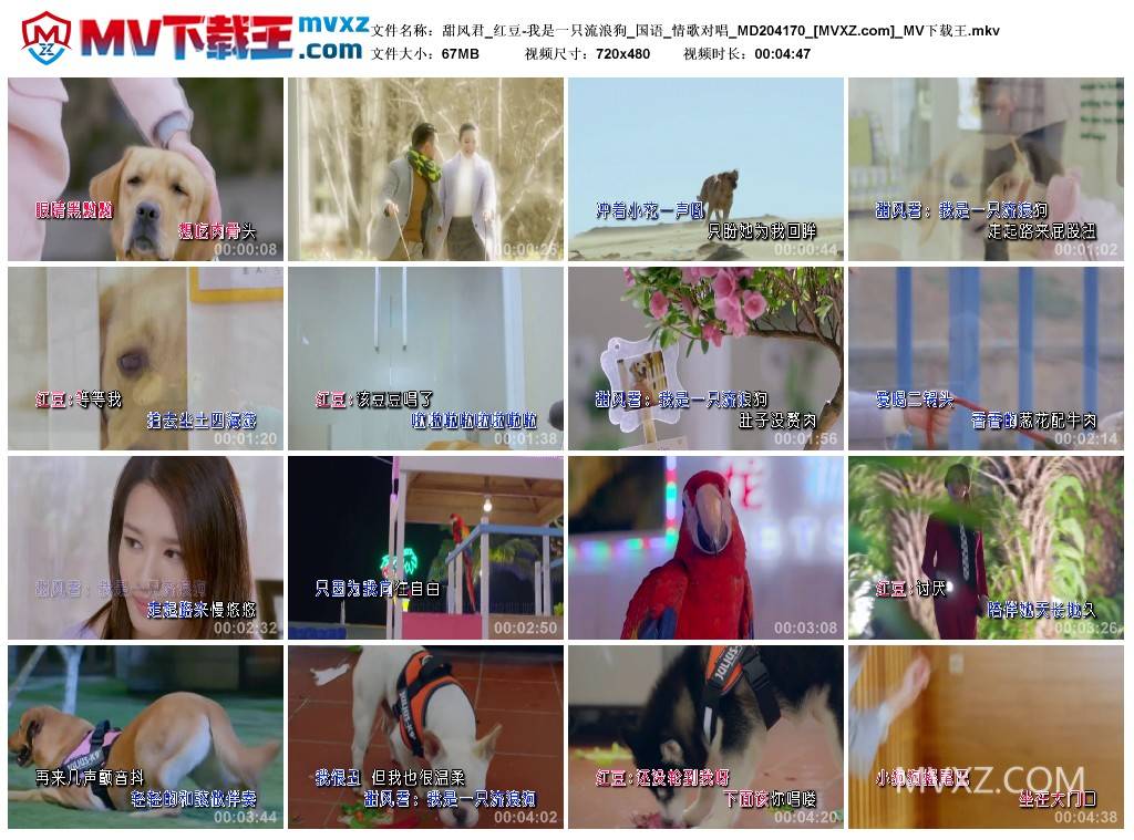 甜风君_红豆-我是一只流浪狗_国语_情歌对唱_MD204170